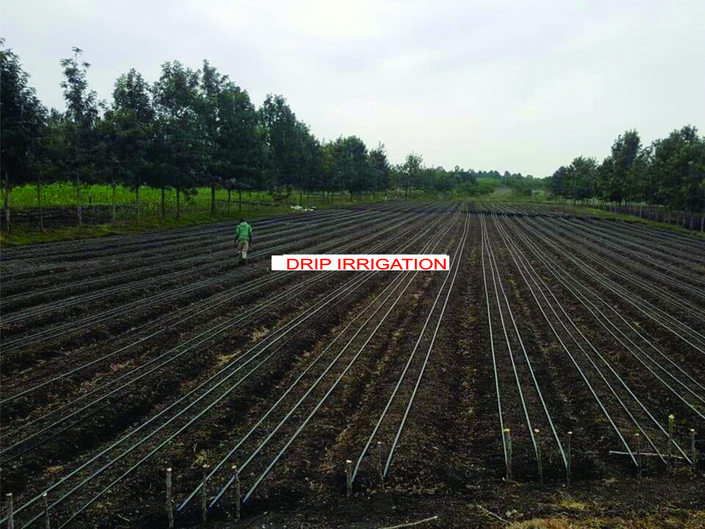drip irrigation in nigeria